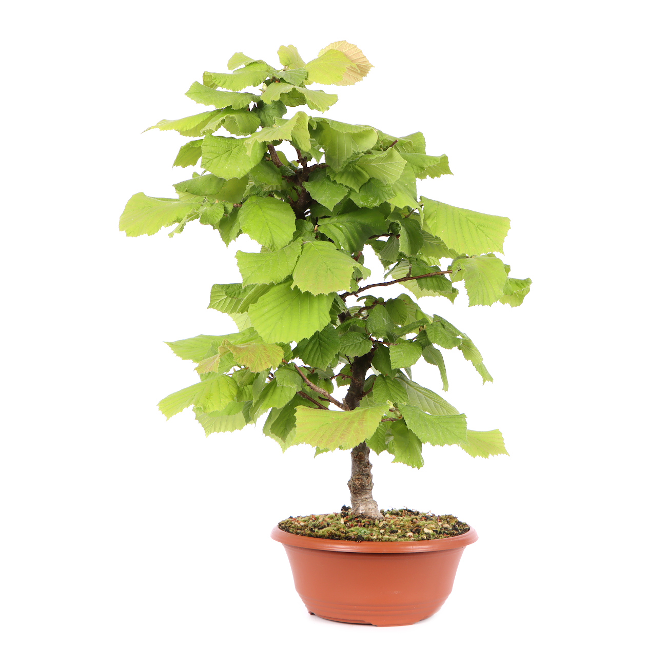 Seitenansicht rechts