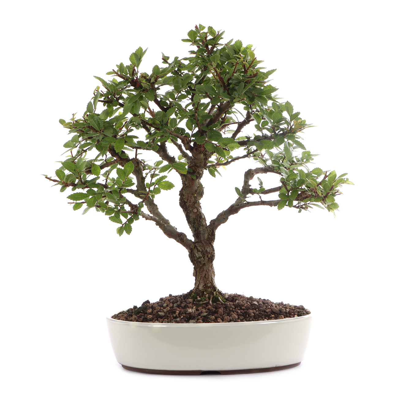 Ulmus japonica