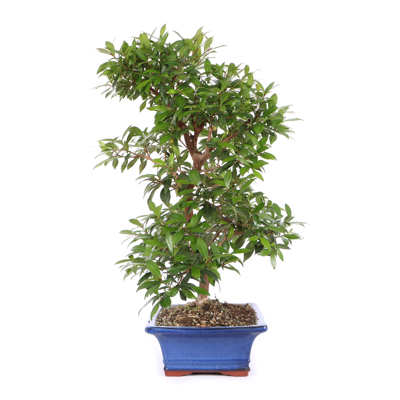 Seitenansicht rechts