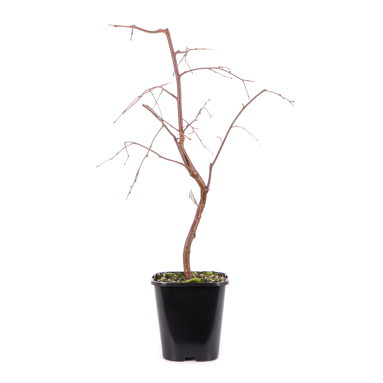 Betula pendula 'Youngii'