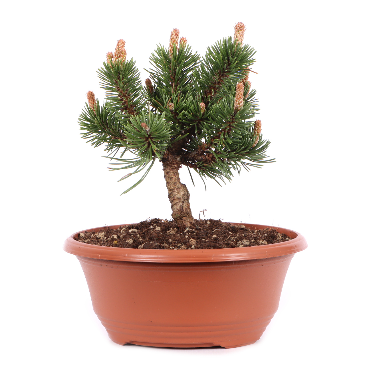 Pinus mugo 'Sherwood Compact'