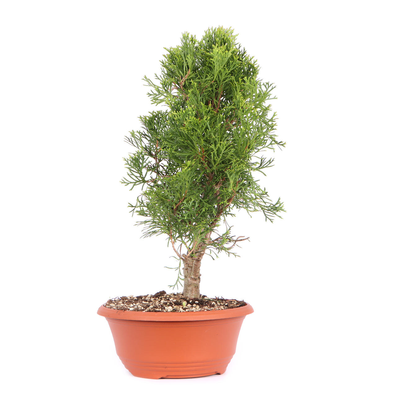 Seitenansicht rechts