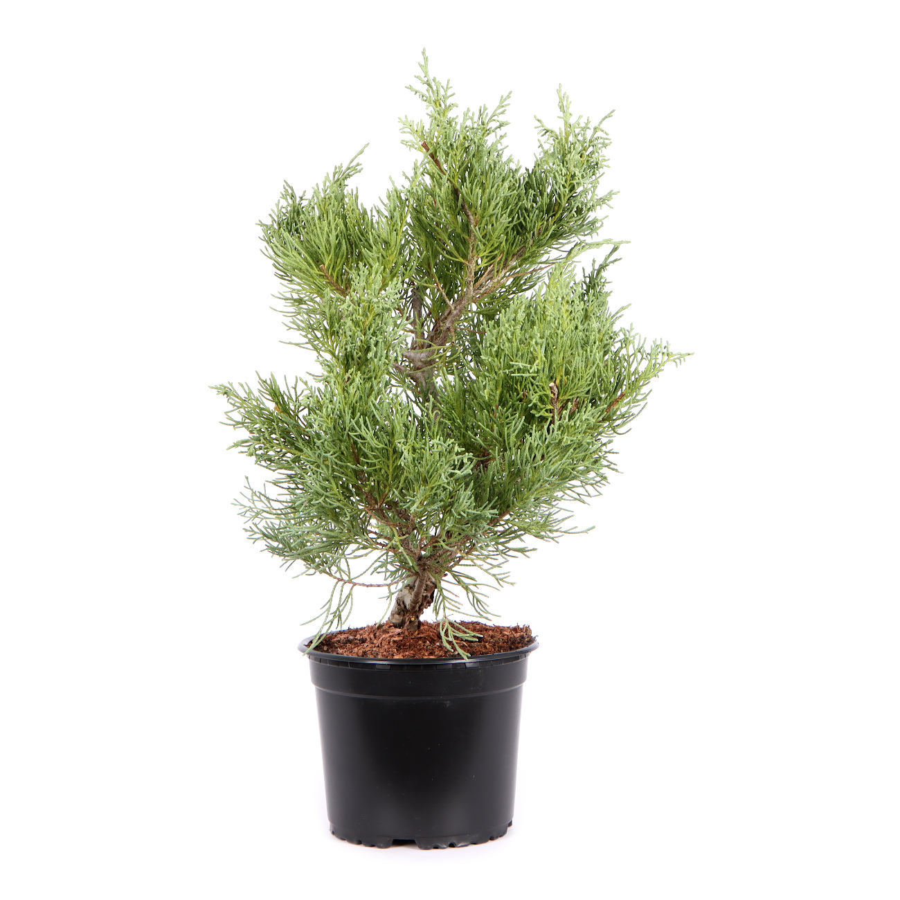 Seitenansicht rechts