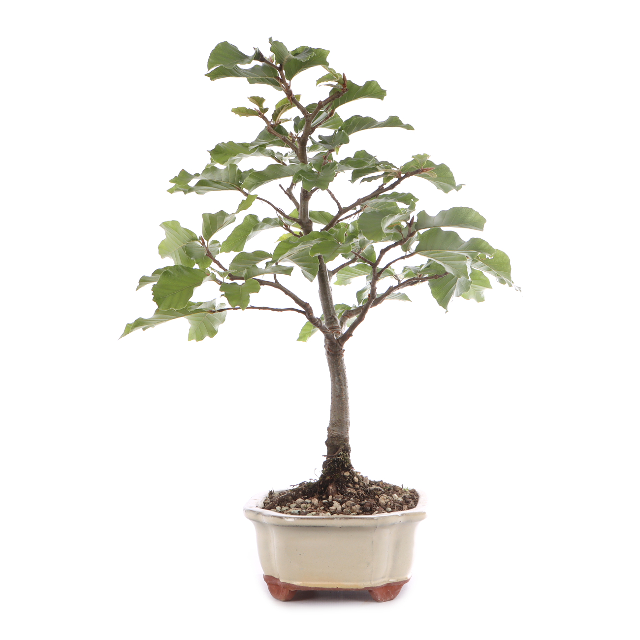 Fagus sylvatica