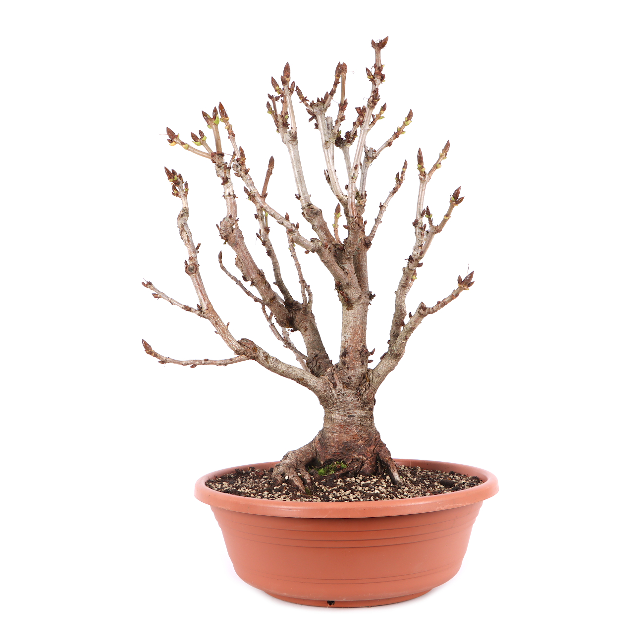Aesculus hippocastanum