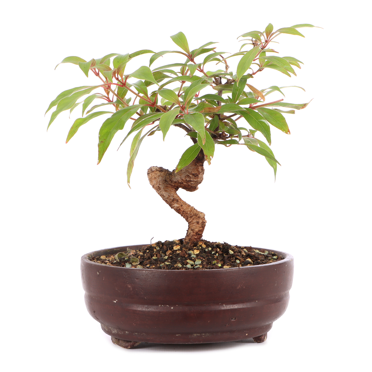 Hamelia patens