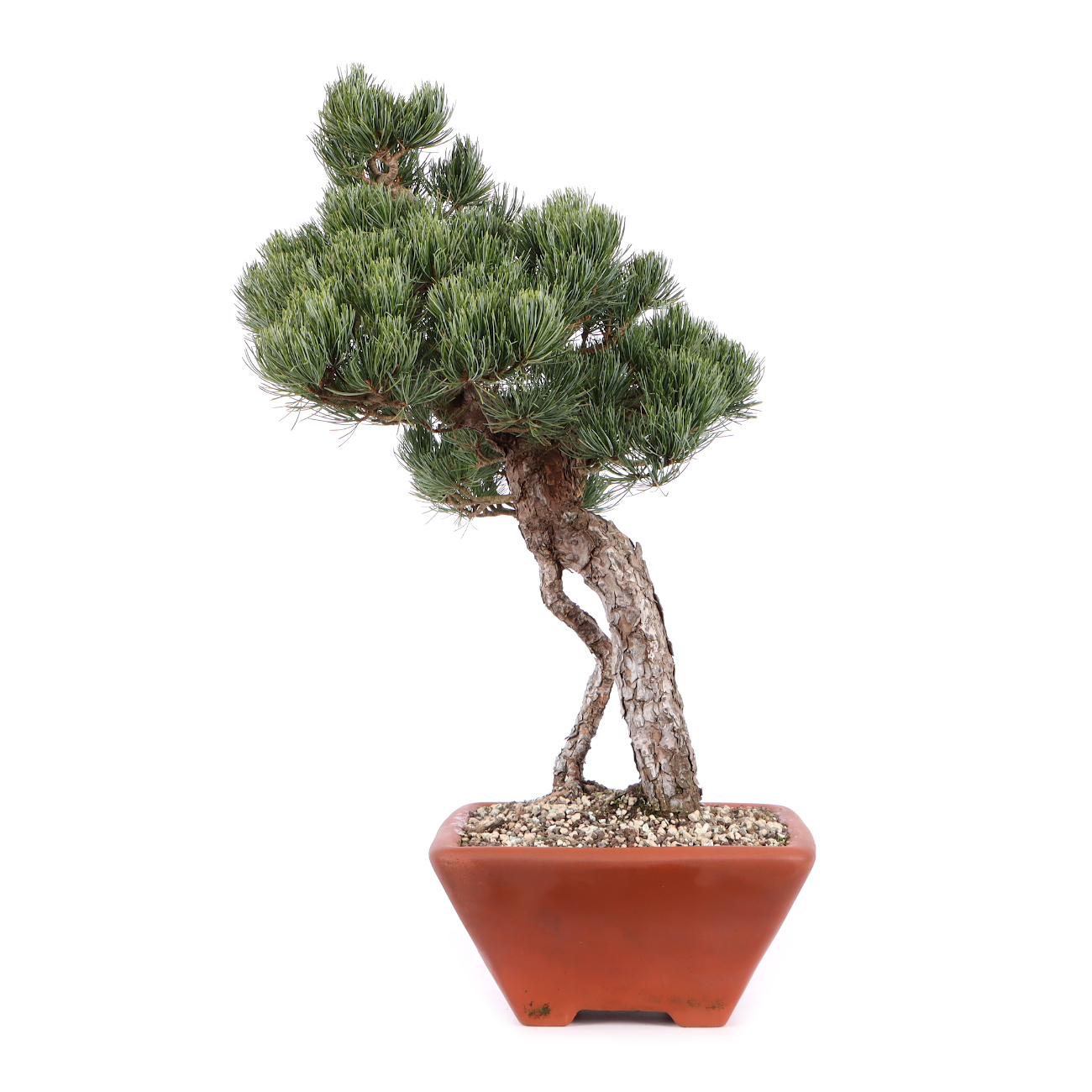 Seitenansicht rechts