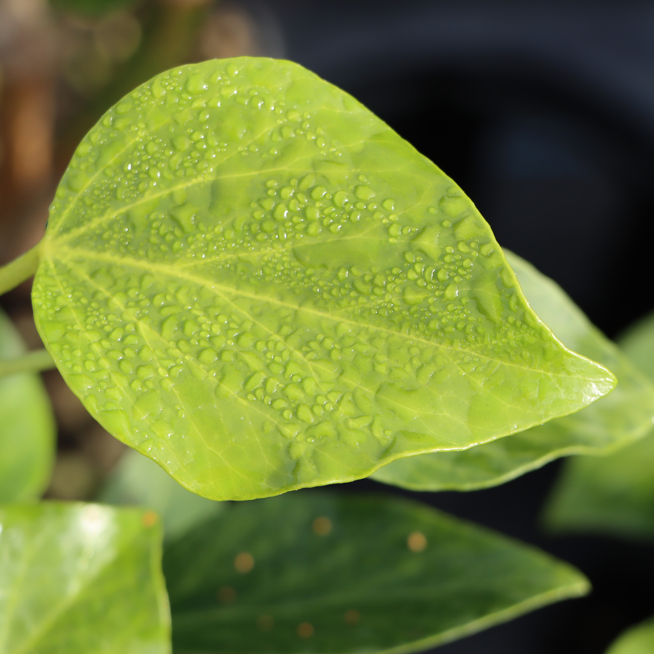 Hedera colchica 'Fall Favourite'