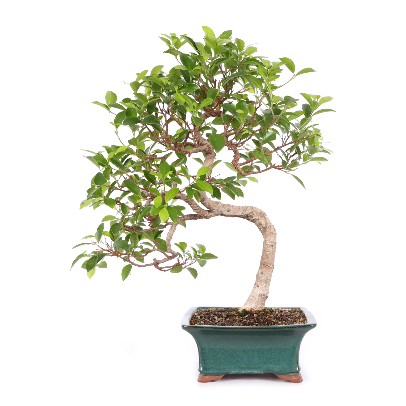 Ficus microcarpa 'Tiger Bark'