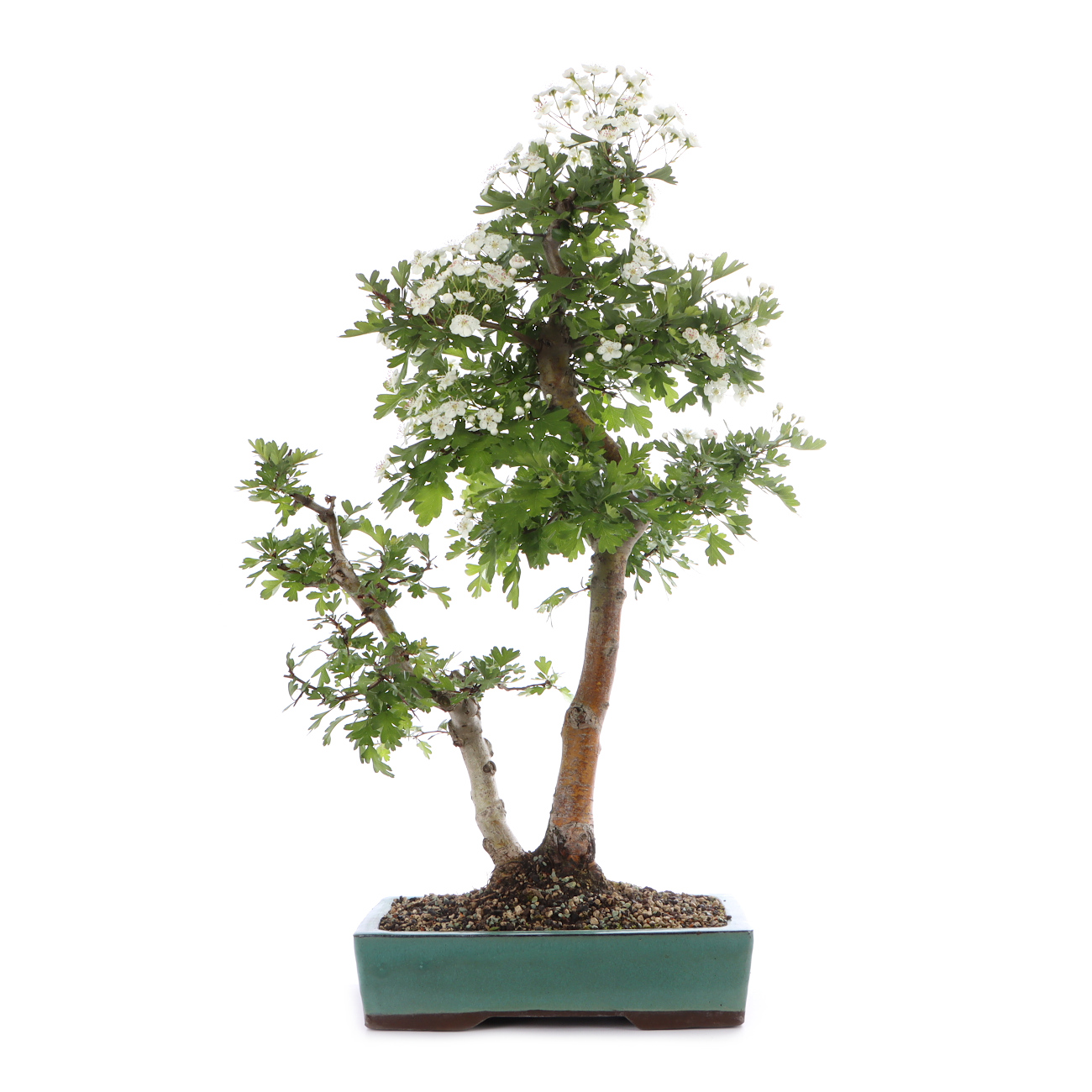 Crataegus monogyna