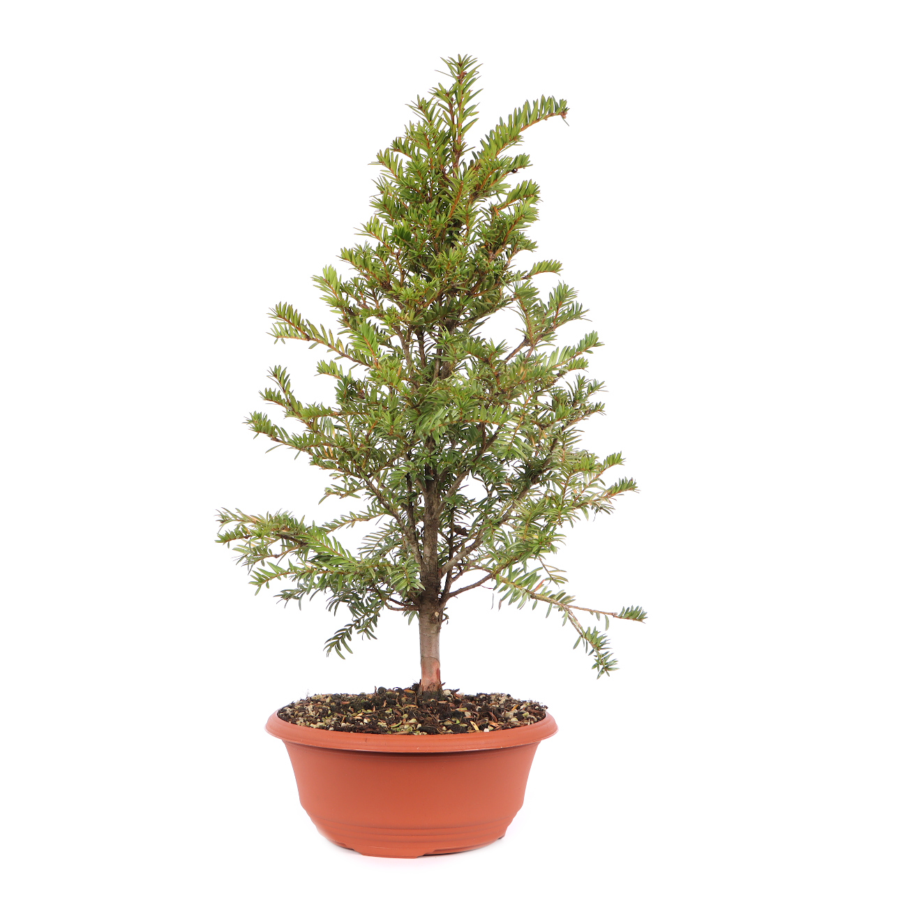 Taxus baccata