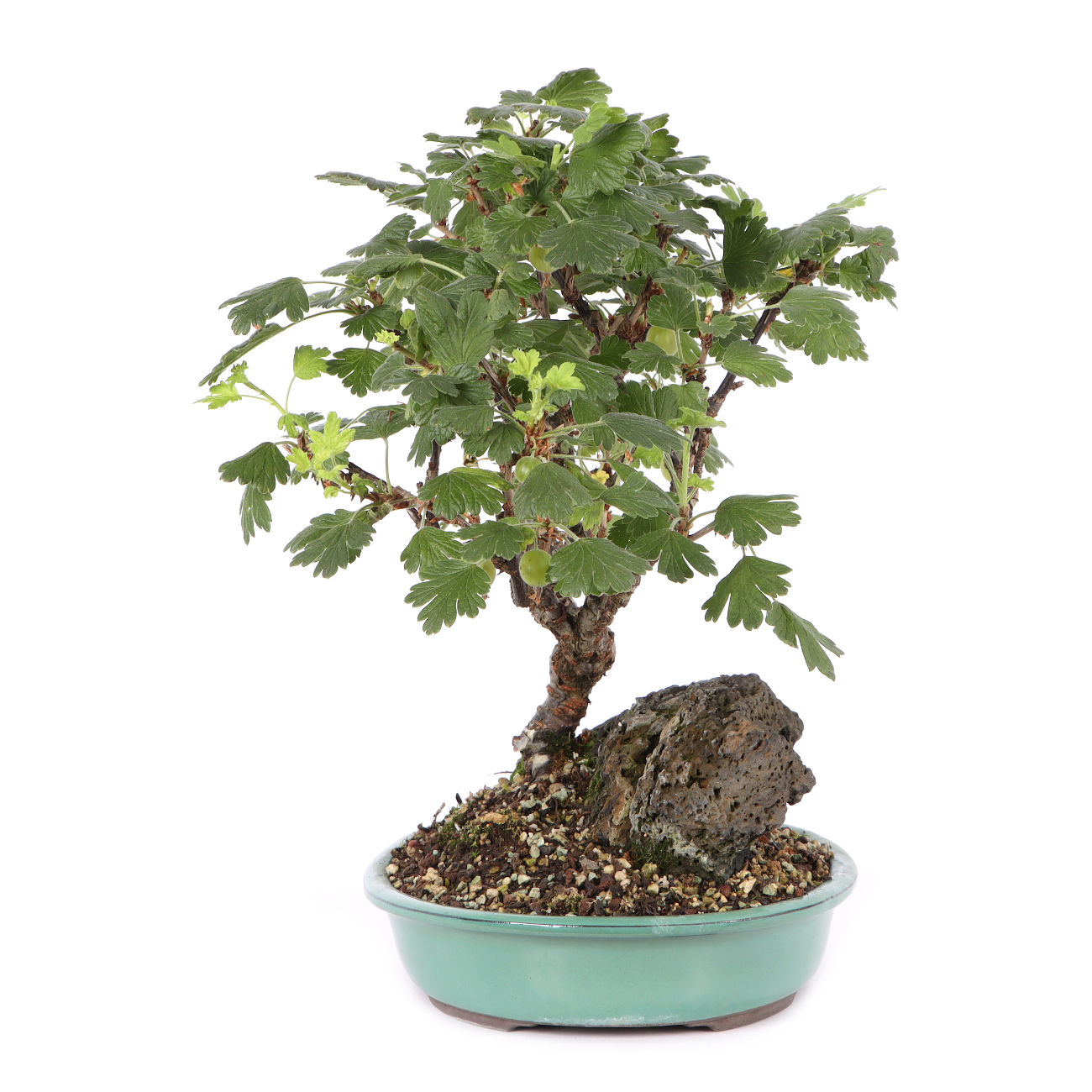 Ribes uva crispa