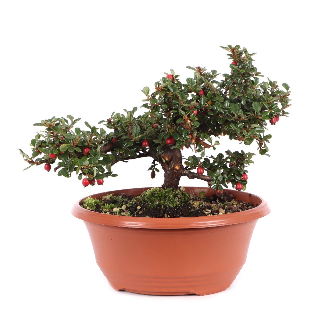 Cotoneaster microphyllus 'Cochleatus'