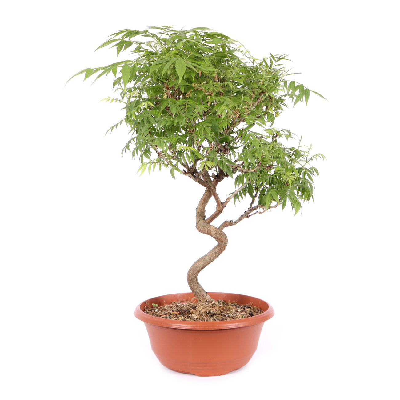 Seitenansicht rechts