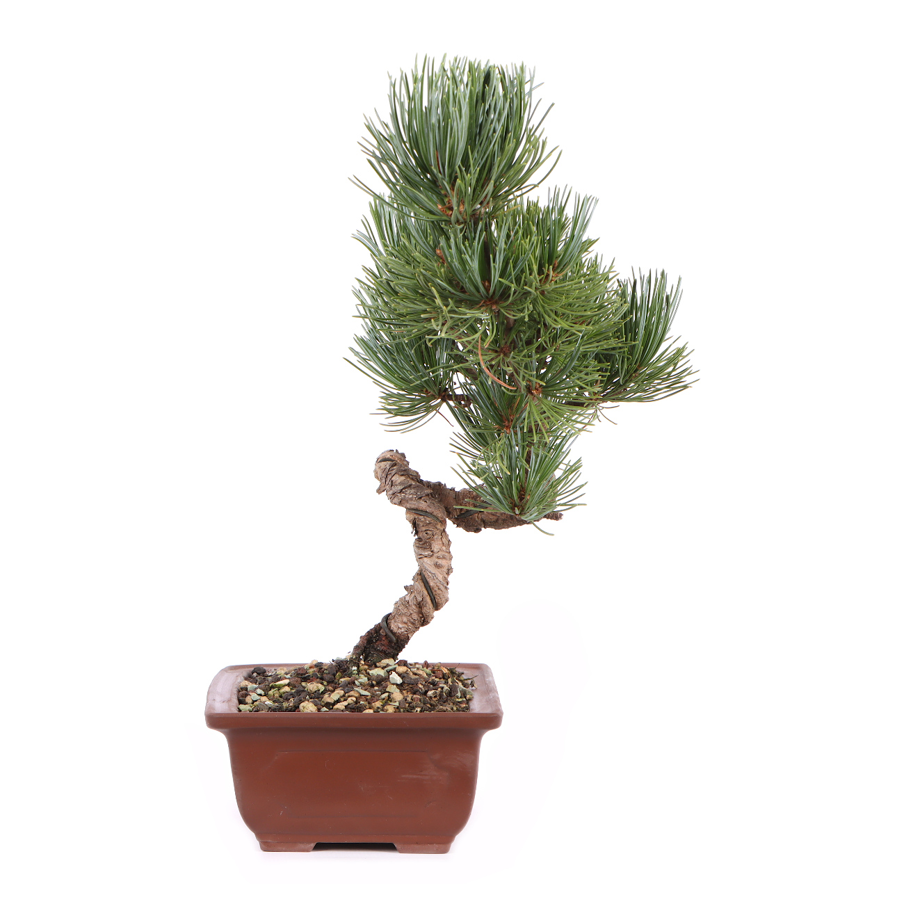 Seitenansicht rechts