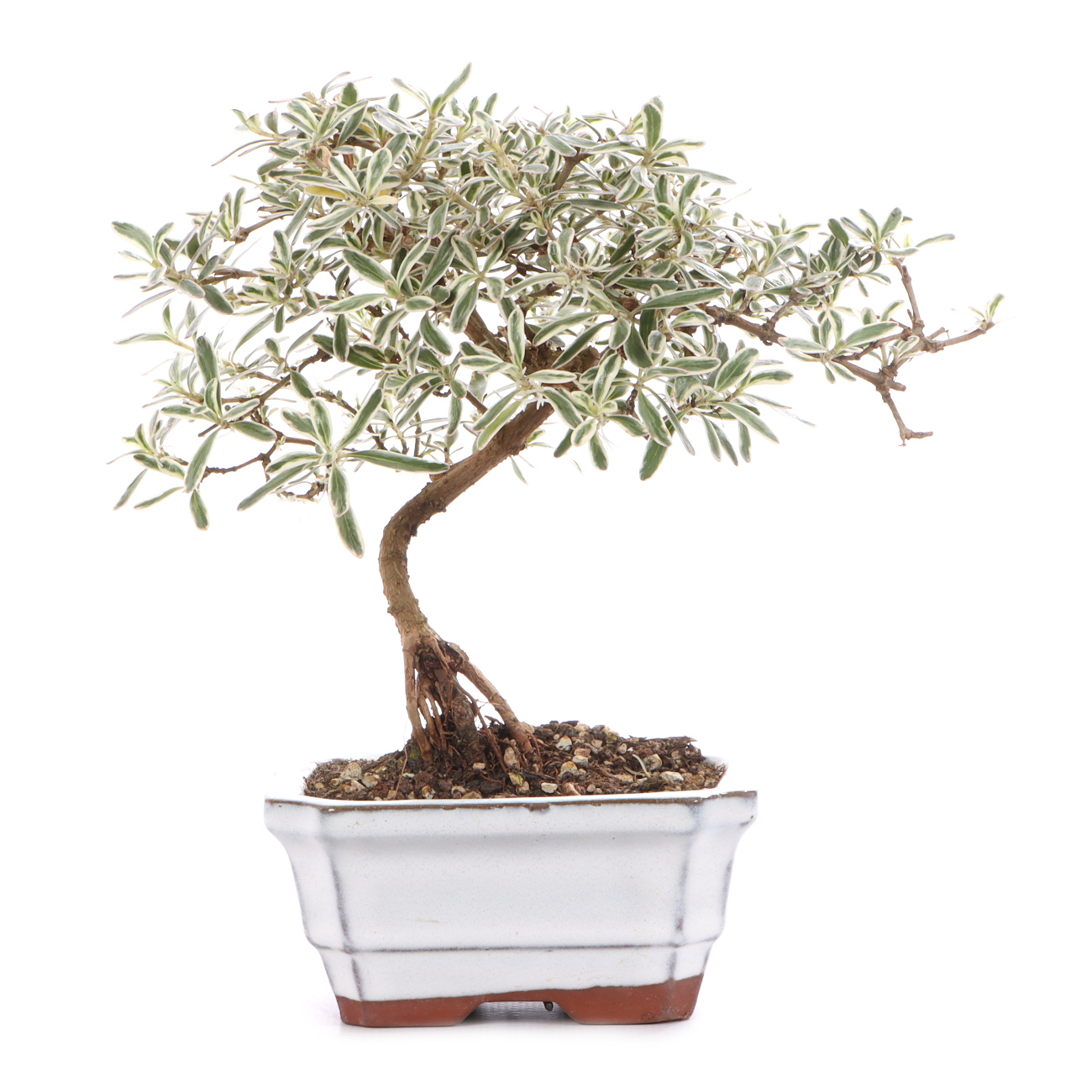 Coprosma x kirkii 'Variegata'