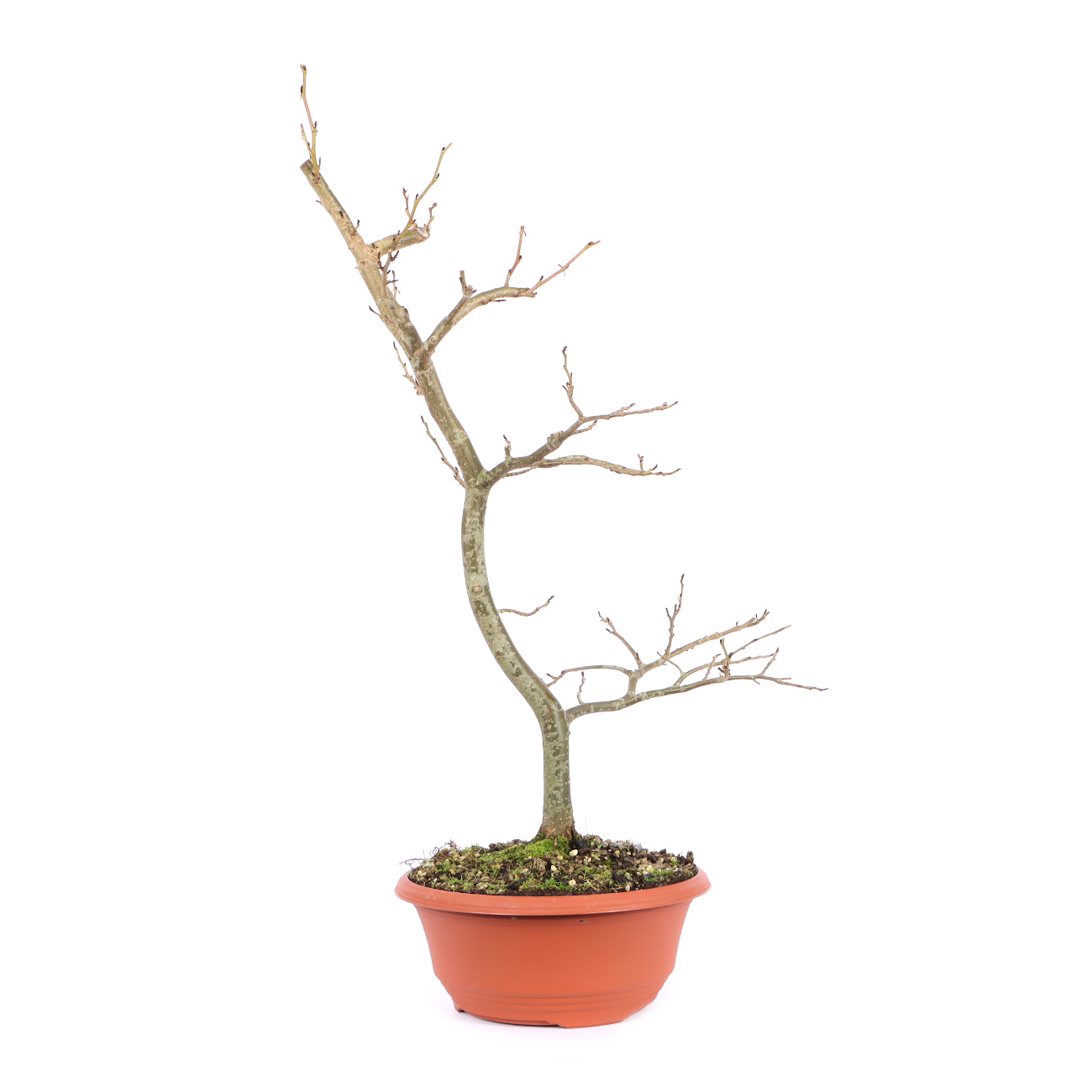 Seitenansicht rechts