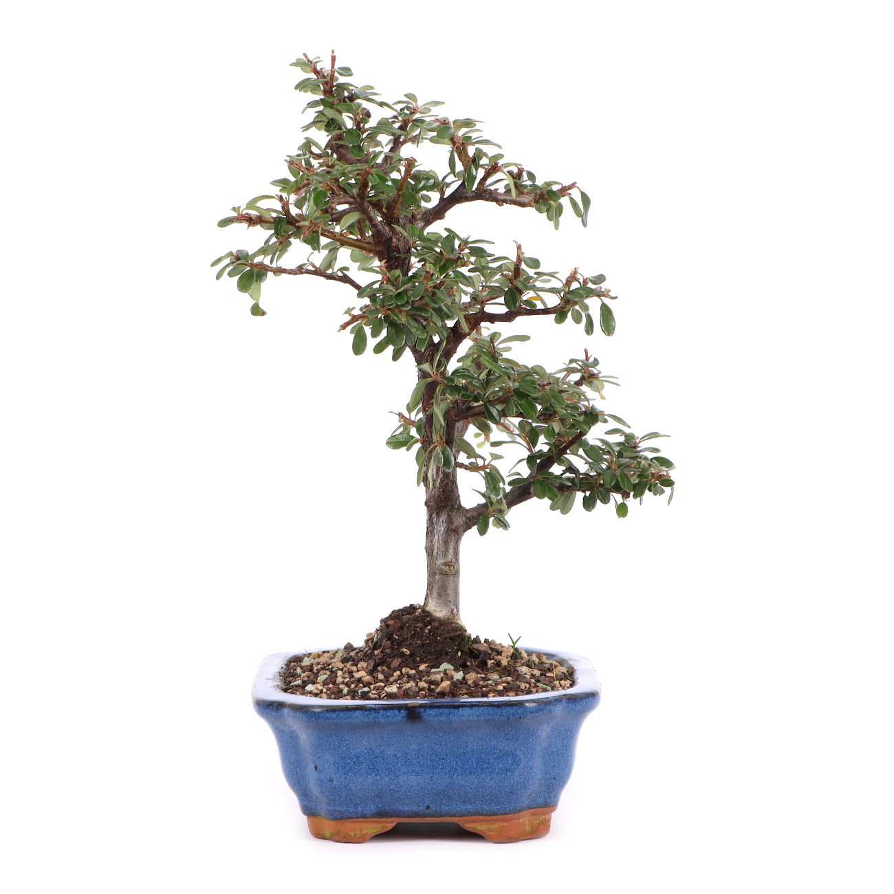 Seitenansicht rechts