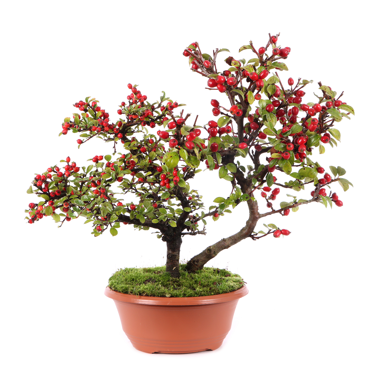 Cotoneaster praecox
