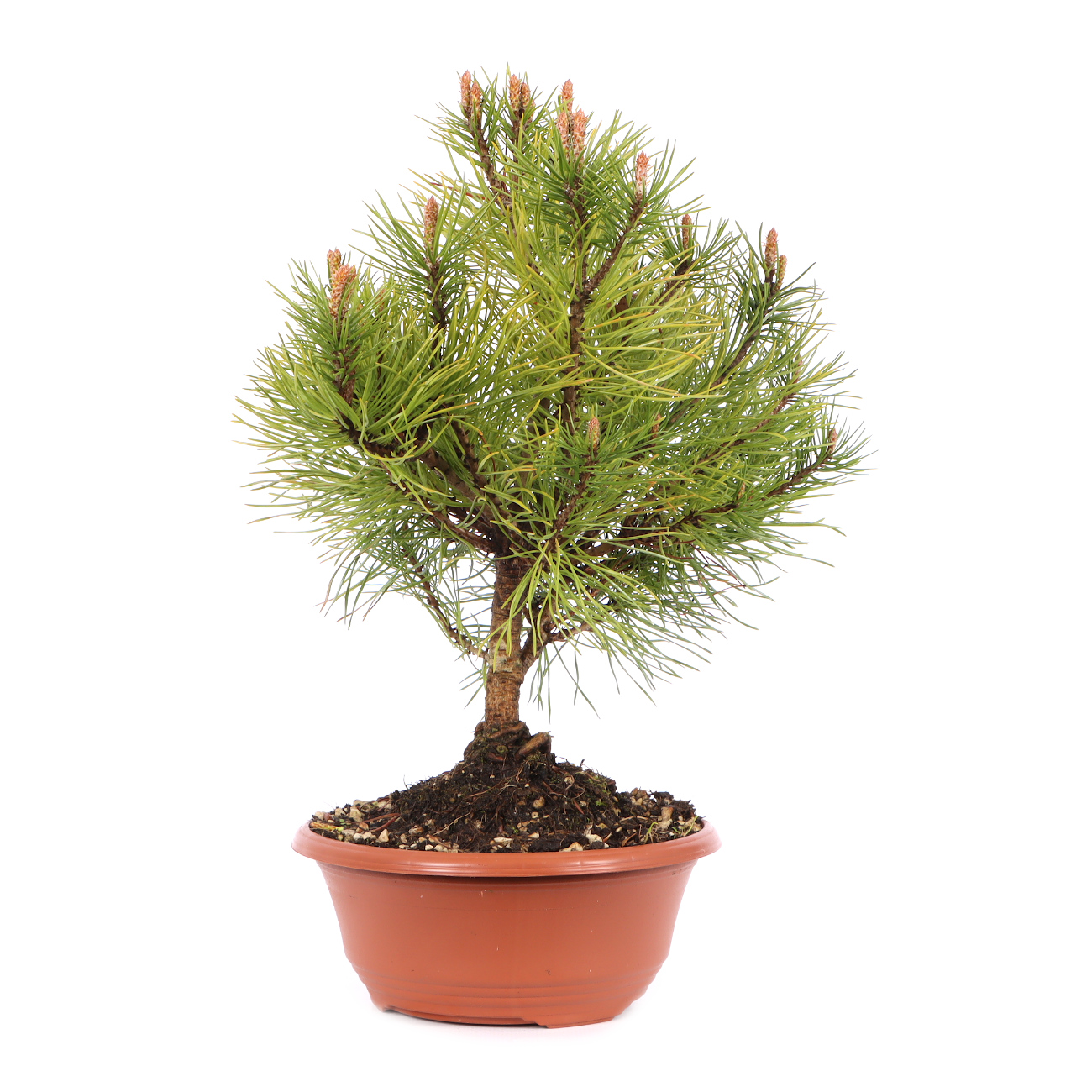 Pinus mugo subsp. uncinata