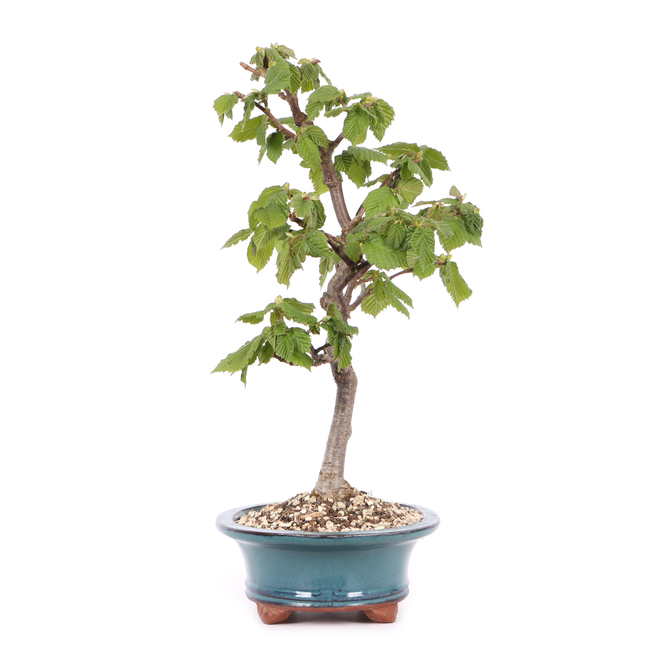 Corylus avellana