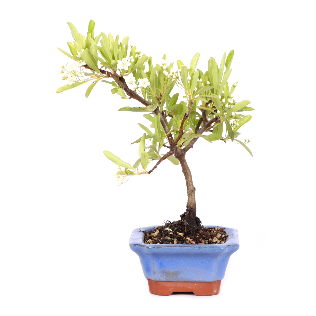 Seitenansicht rechts