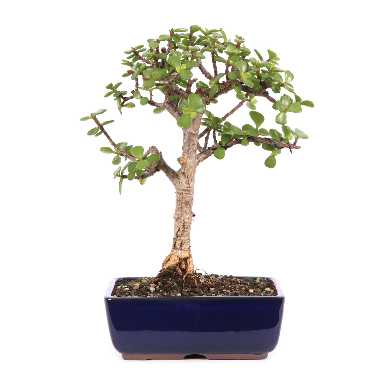 Portulacaria afra