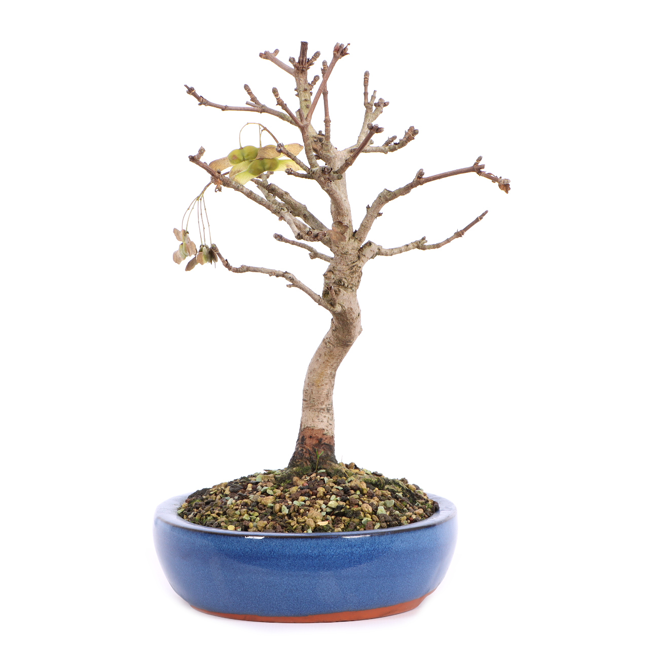 Seitenansicht rechts