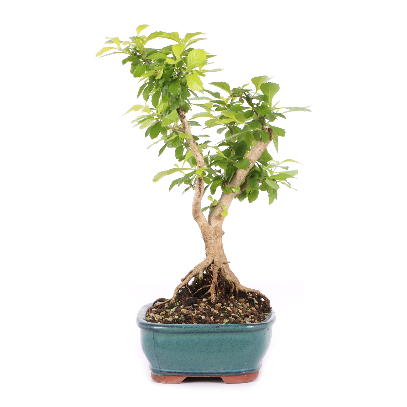 Duranta erecta