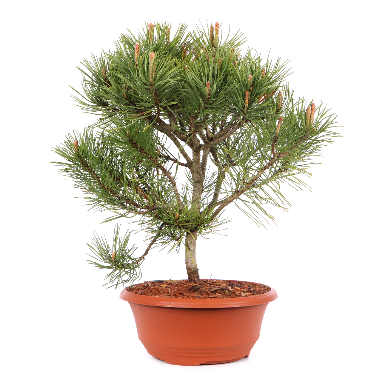 Pinus mugo subsp. uncinata