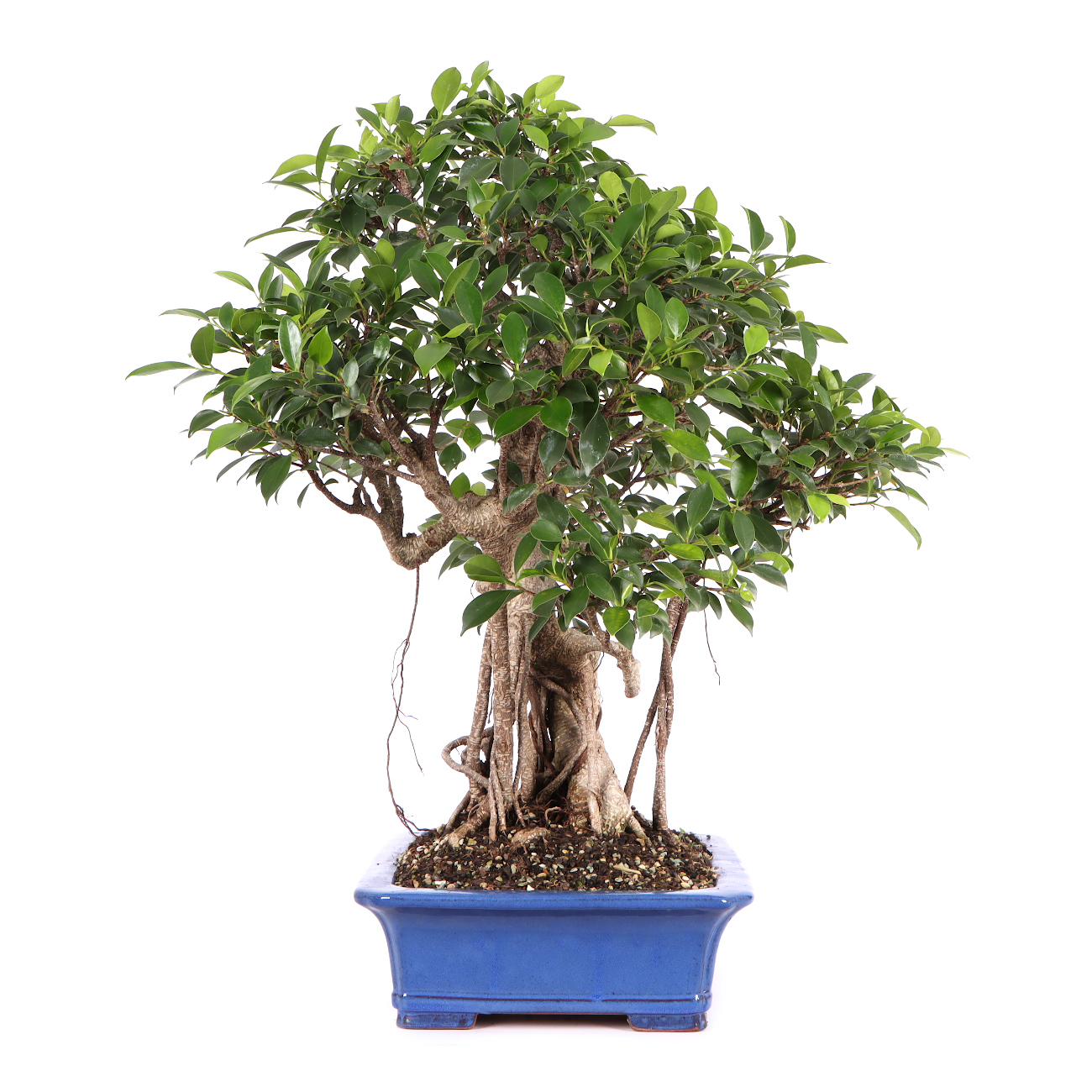 Seitenansicht rechts