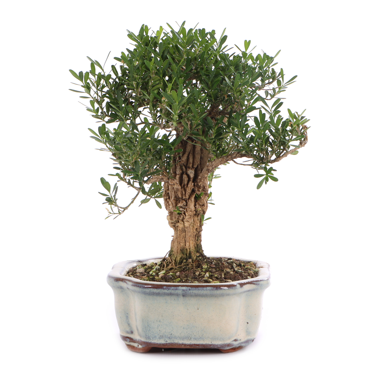 Buxus sinica var. sinica