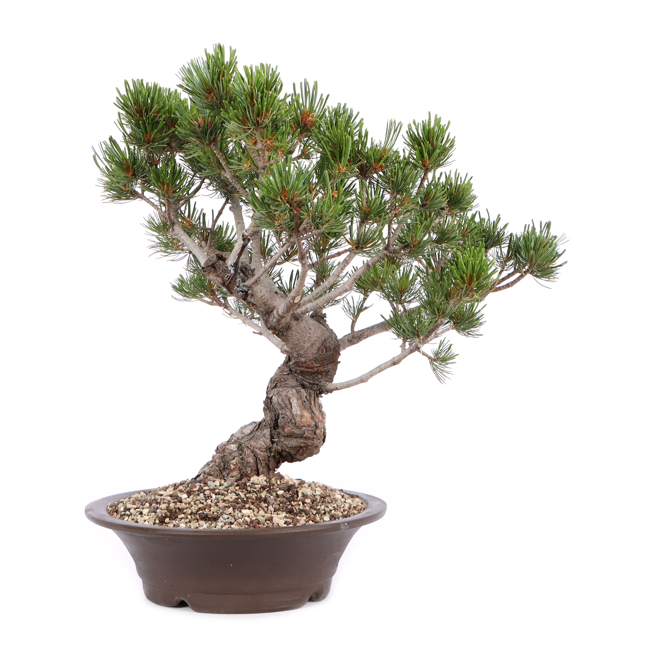 Seitenansicht rechts