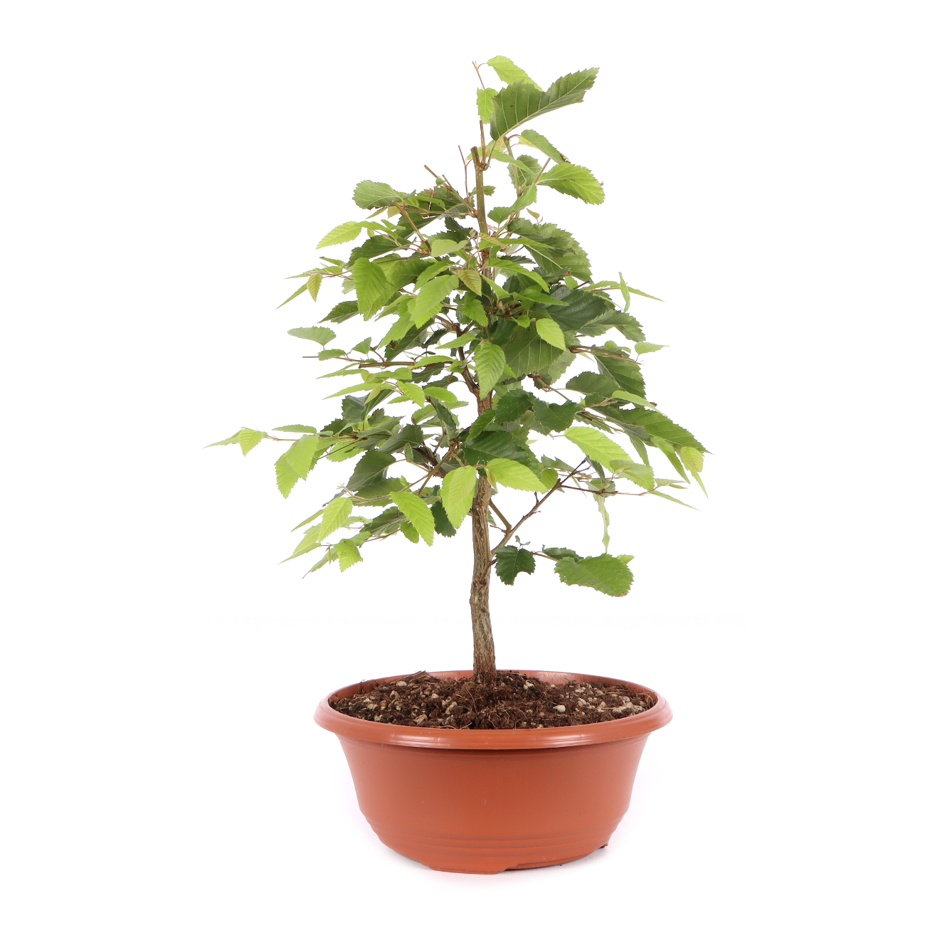 Carpinus turczaninowii