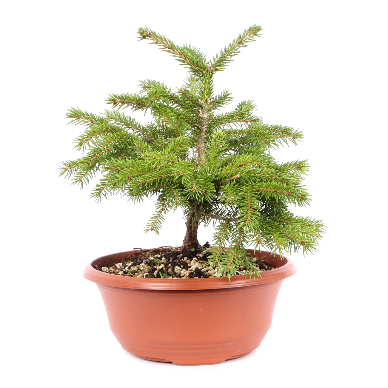 Seitenansicht rechts