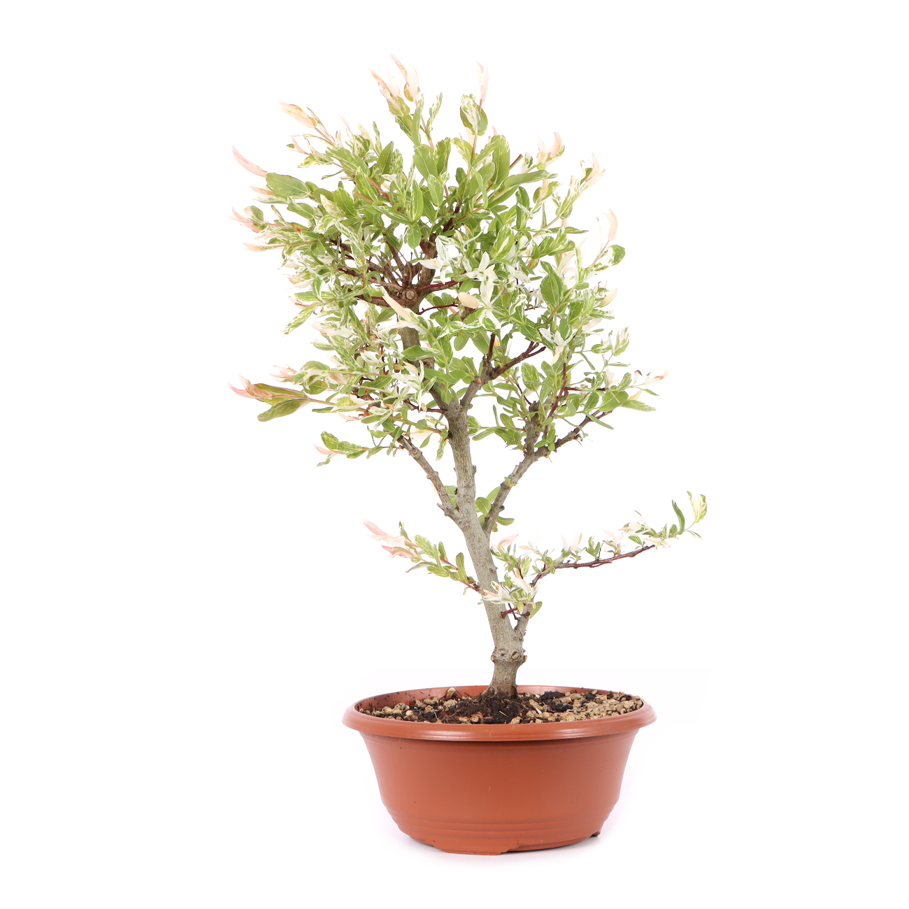 Salix integra 'Hakuro Nishiki'