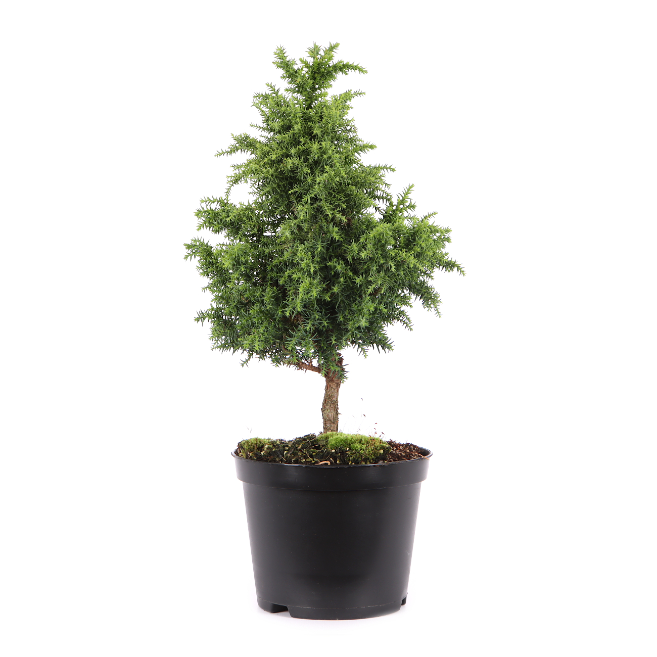 Cryptomeria japonica 'Yokohama'