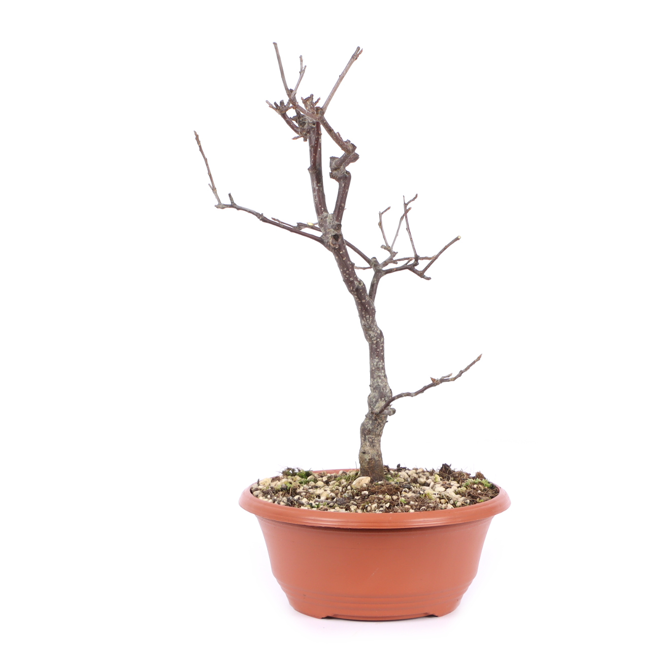 Seitenansicht rechts