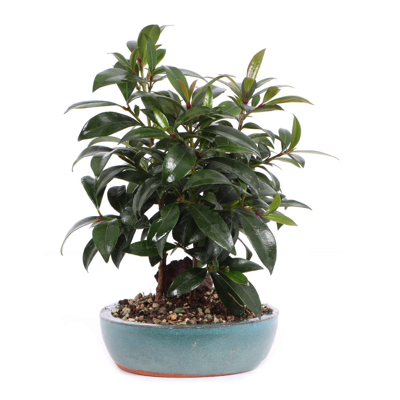 Seitenansicht rechts