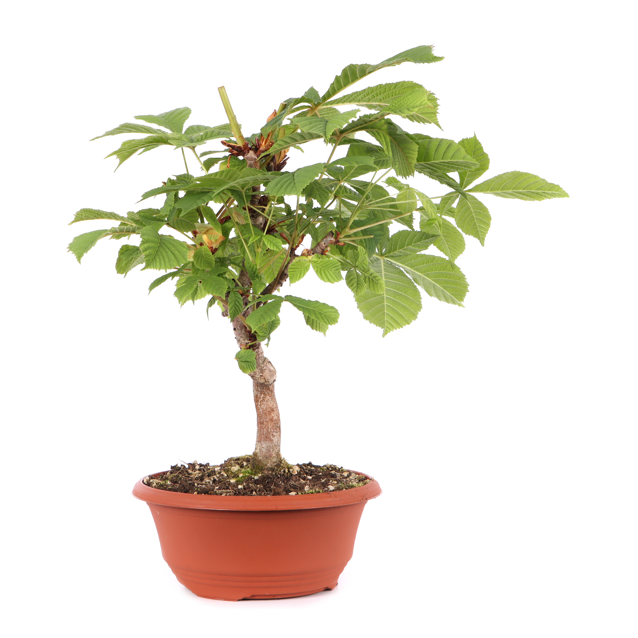 Aesculus hippocastanum