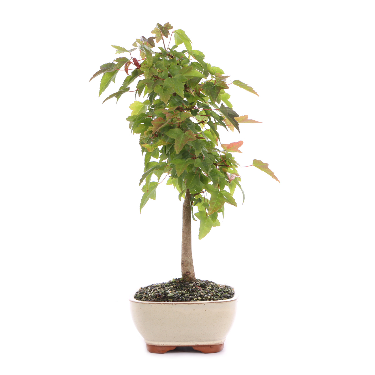 Seitenansicht rechts