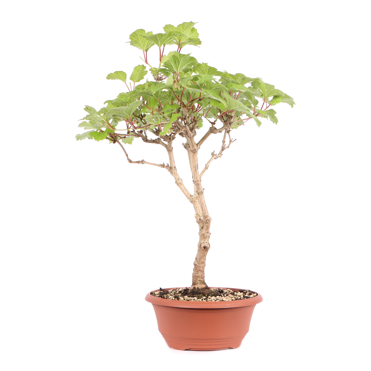 Seitenansicht rechts