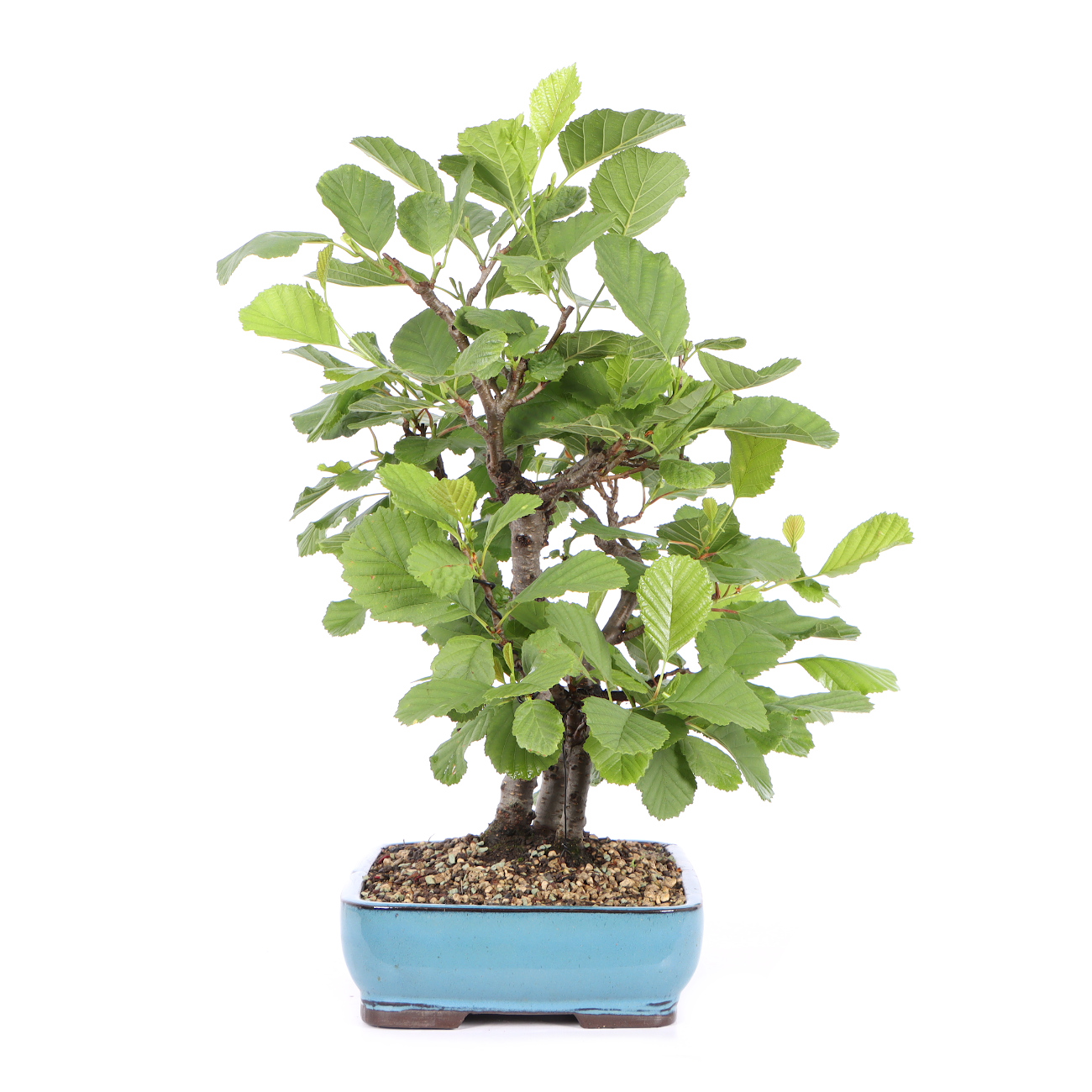 Seitenansicht rechts