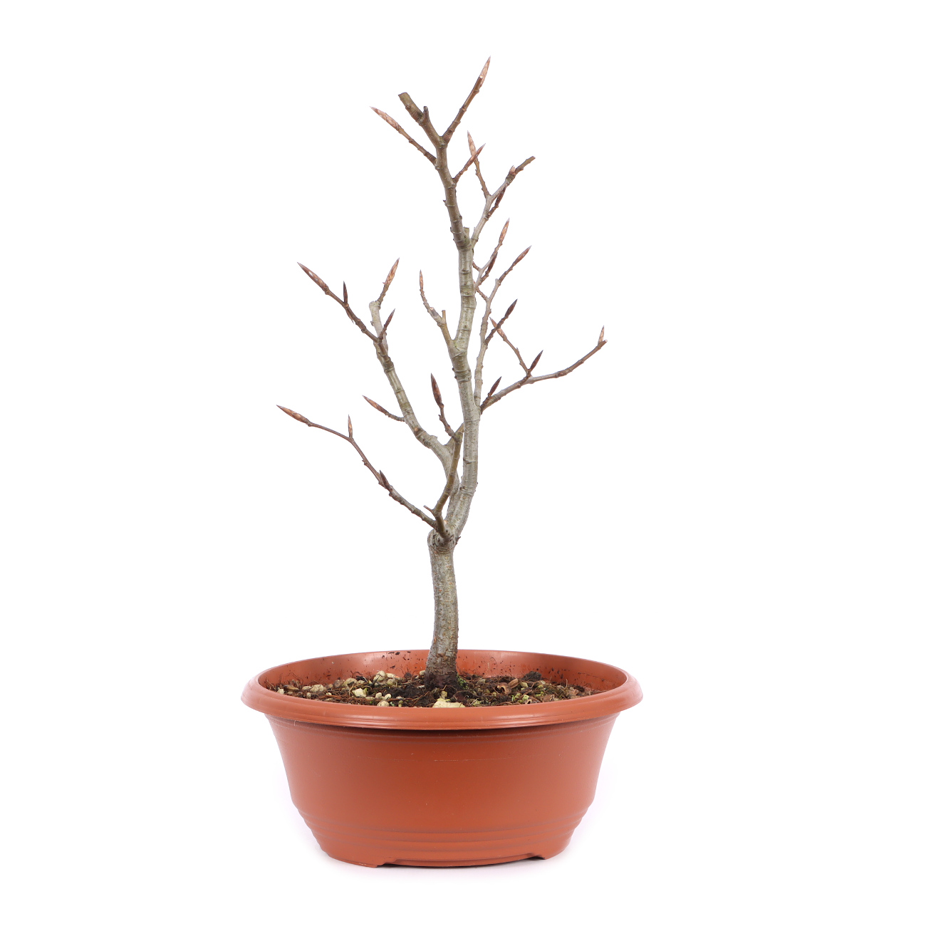 Seitenansicht rechts