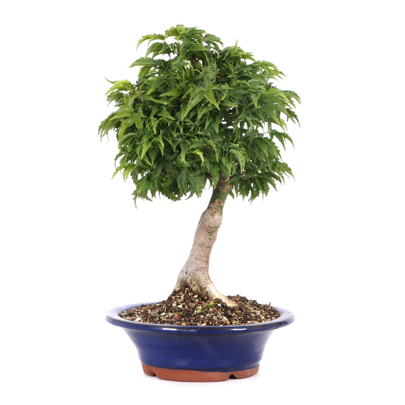 Acer palmatum 'Shishigashira'
