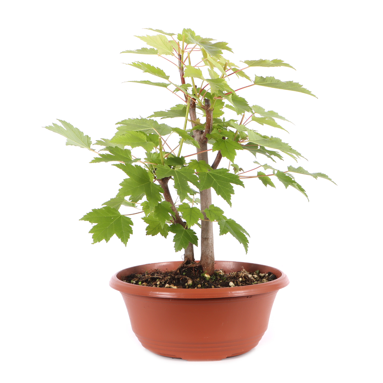 Acer rubrum 'October Glory'