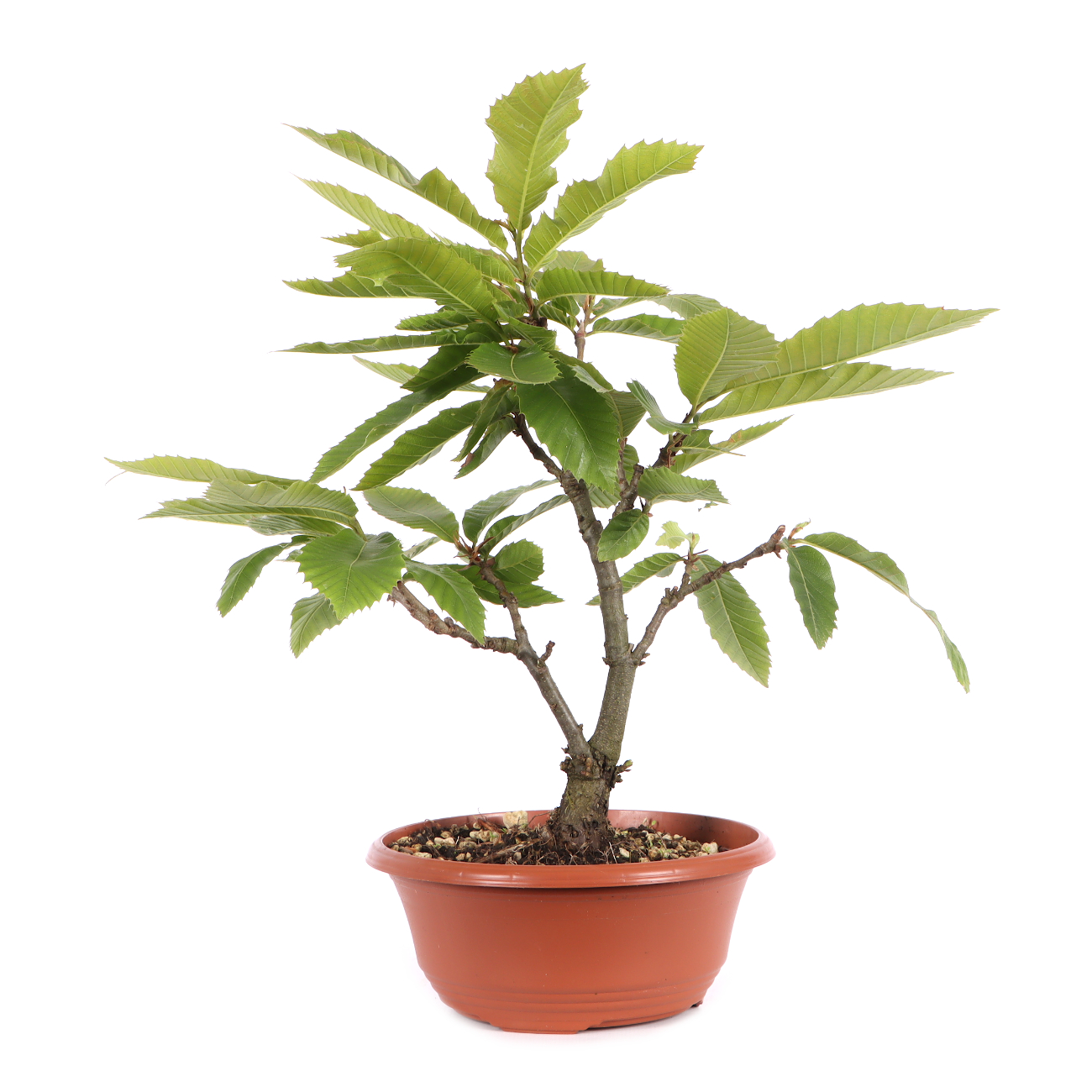 Castanea sativa