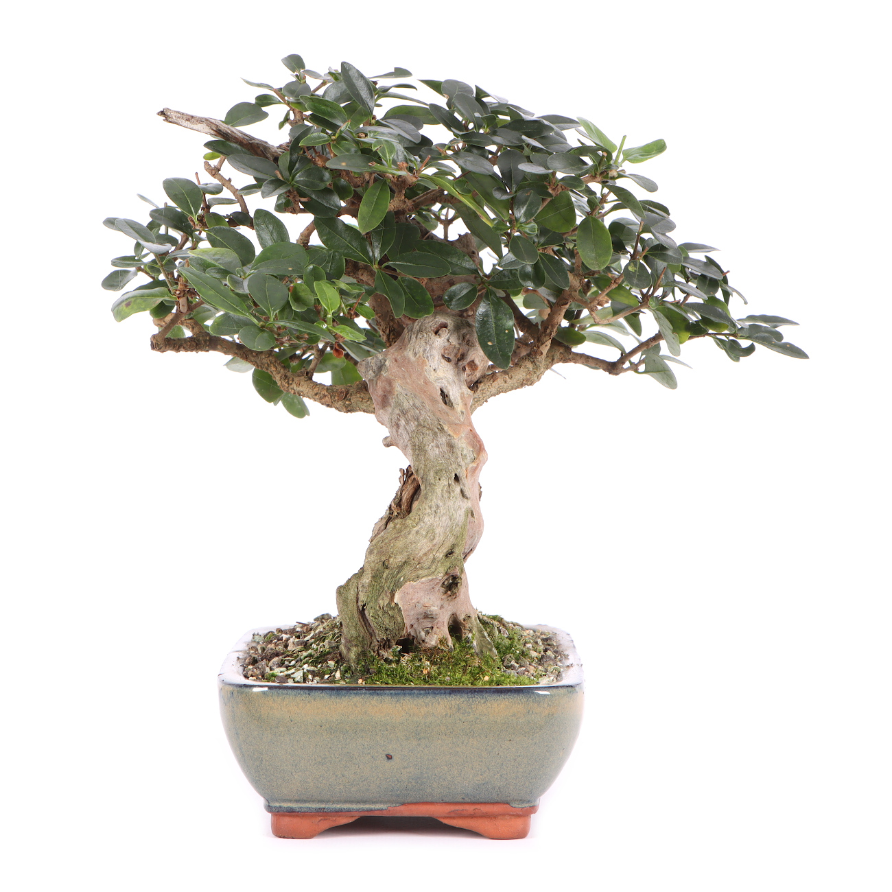 Seitenansicht rechts