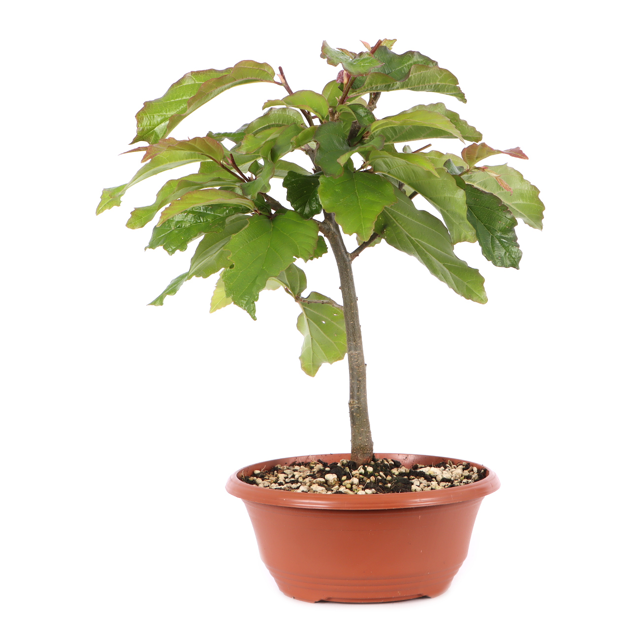 Parrotia persica 'Bella'