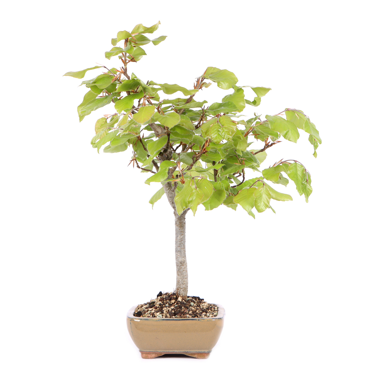 Seitenansicht rechts